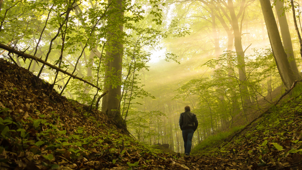 Person walking through a sunlit forest with tall trees and green foliage.
