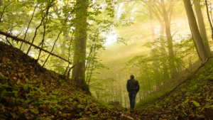Person walking through a sunlit forest with tall trees and green foliage.
