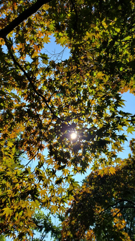 The sun shines through a canopy of Japanese maple leaves. The seven-pointed leaves are just starting to turn yellow and brown. Beyond them, the sky is a cloudless blue.