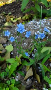 Chinese forget-me-nots bloom against a blurred background. Their flowers are blue, with five small, round petals connected to a blue center.