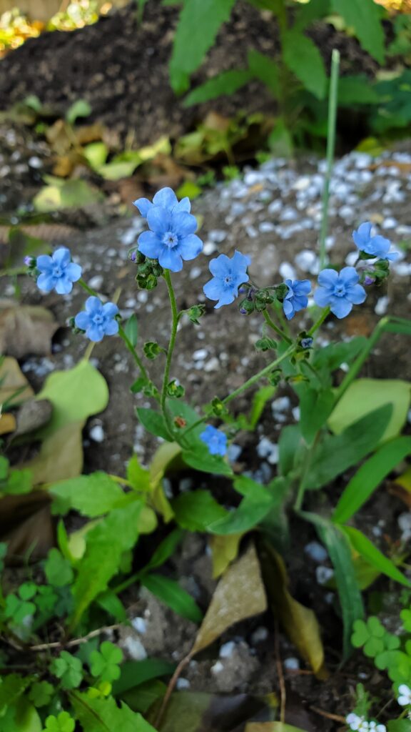 Chinese forget-me-nots bloom against a blurred background. Their flowers are blue, with five small, round petals connected to a blue center.