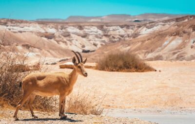 A Nubian ibex stands in a rocky desert landscape under a clear blue sky.