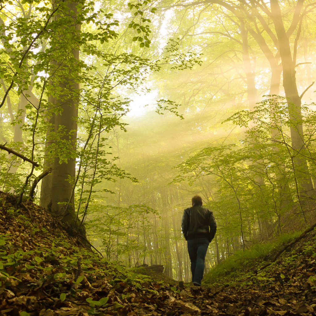 Person walking through a sunlit forest with tall trees and a leafy path.