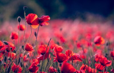 Field of vibrant red poppies under a clear sky, with some flowers in full bloom and others budding.
