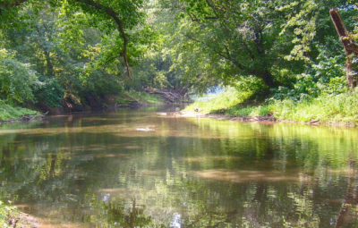 A serene river flowing through a lush green forest under a clear sky, with reflections on the waters surface.