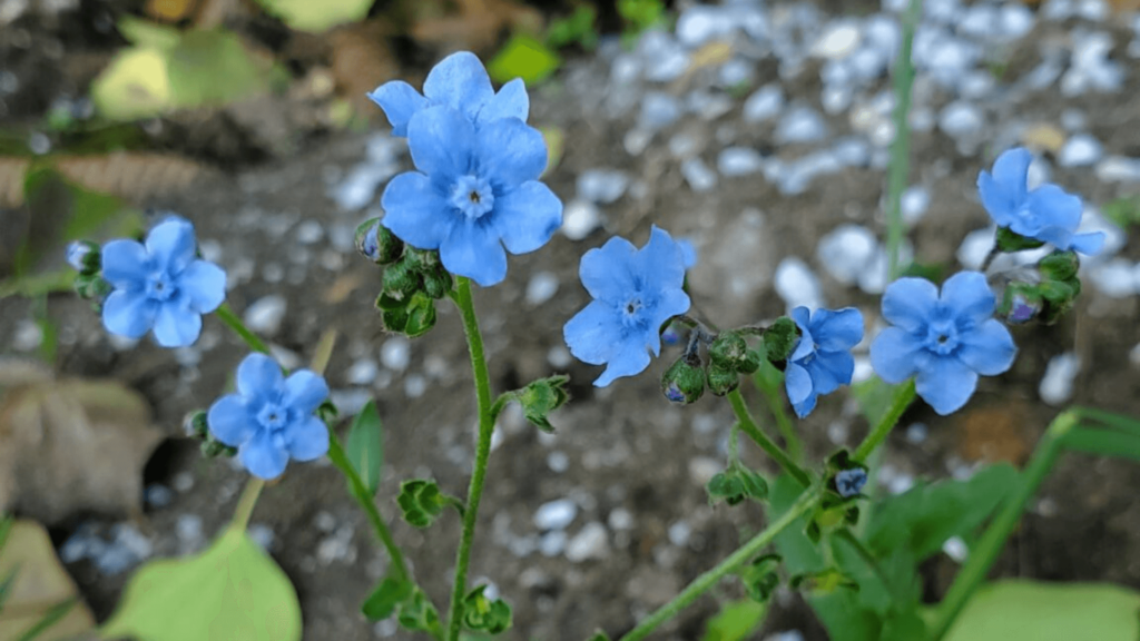Chinese forget-me-nots bloom against a blurred background. Their flowers are blue, with five small, round petals connected to a blue center.