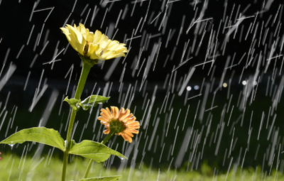 Yellow and orange flowers with green leaves in the rain, set against a dark background.