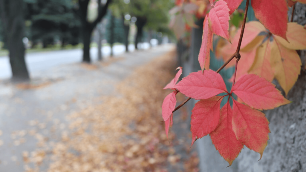 Red autumn leaves on a stone wall outside, next to a path covered in leaves