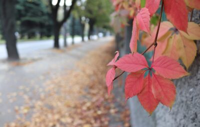 Close-up of red leaves on a branch with a sidewalk and fallen leaves in the background.