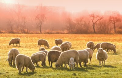 A flock of sheep grazing on a grassy field with a warm, orange sunset in the background.