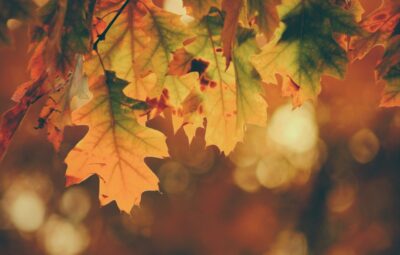fall leaves hanging from a branch