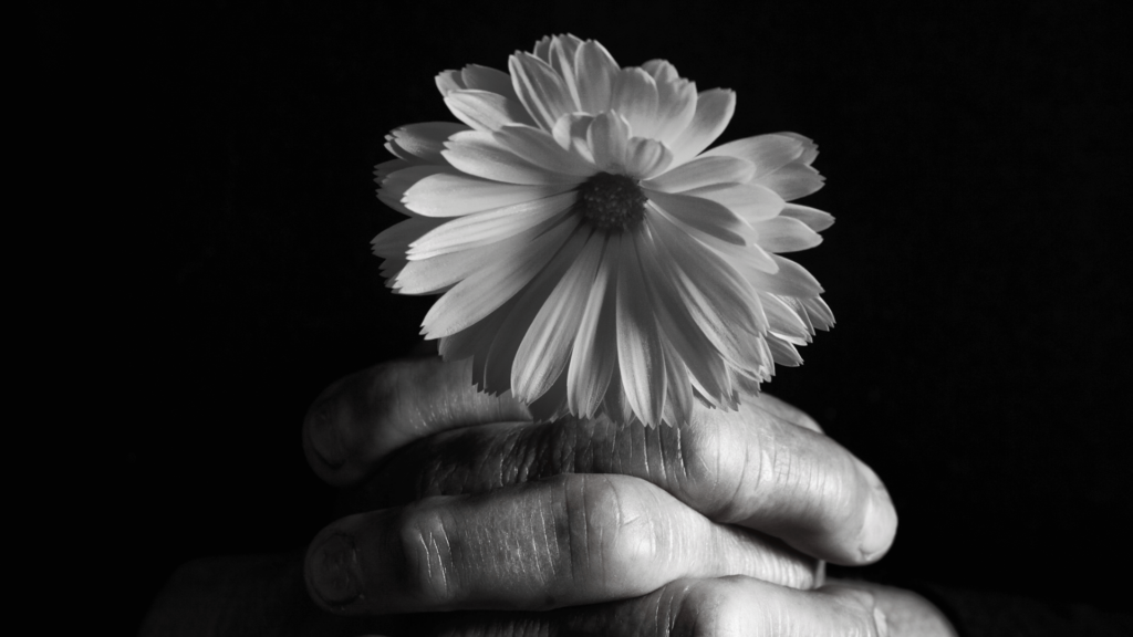 Black and white photo of hands gently holding a single daisy against a dark background.