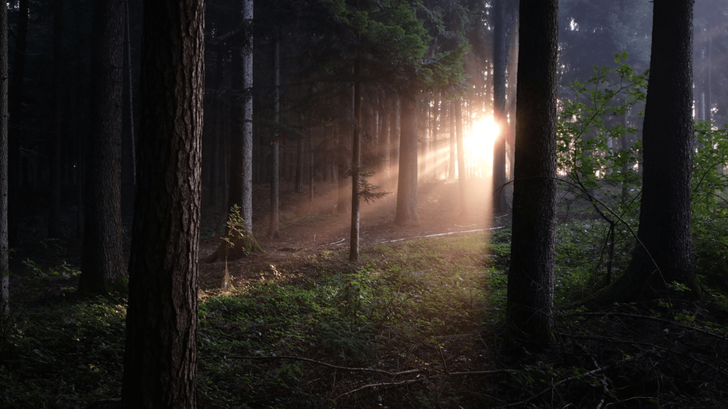 Sunlight streams through dense forest trees, casting ethereal beams onto the forest floor and illuminating the lush greenery.