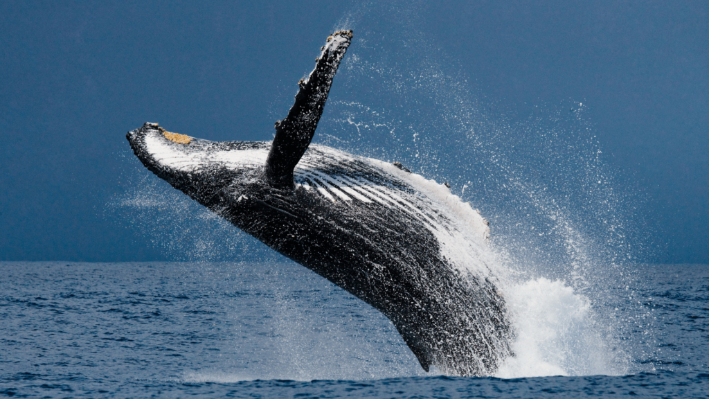 A humpback whale breaching the ocean surface, with water splashing around against a deep blue sea backdrop.