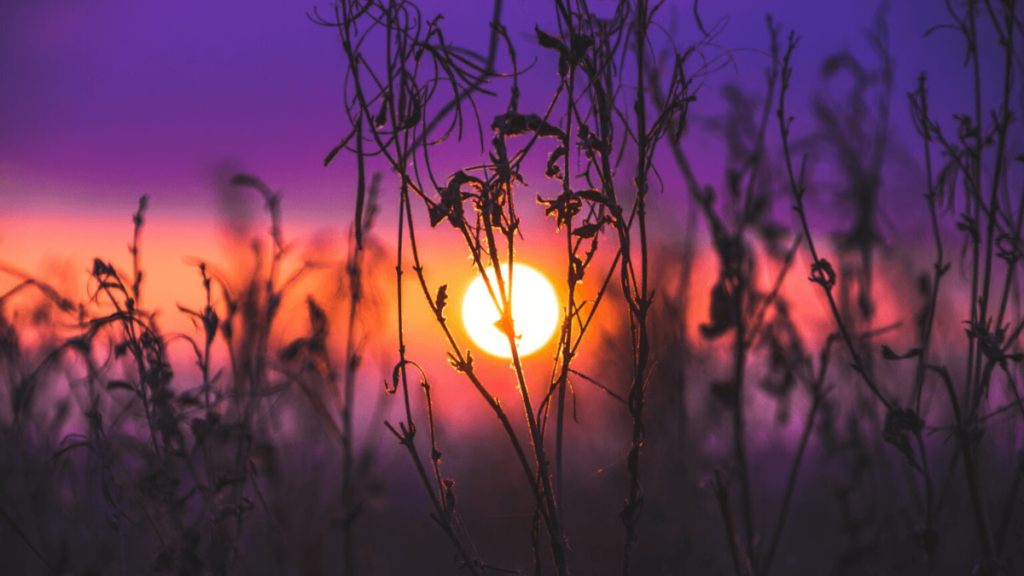 Silhouetted plants against a vibrant sunset with purple and orange hues in the sky.