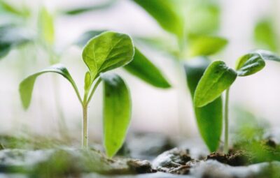 Close-up of young green seedlings growing in soil with soft focus background.