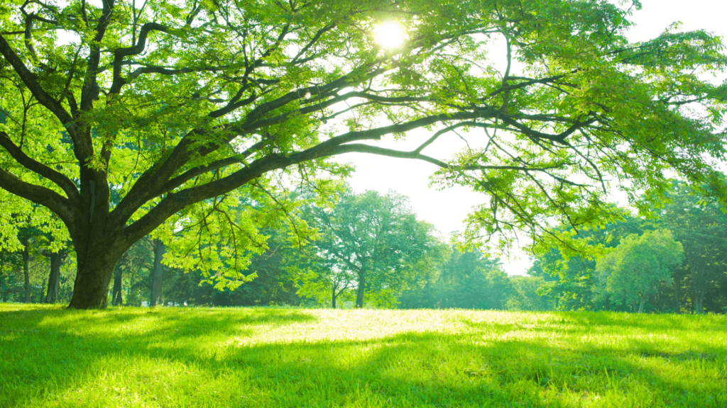 Sunlight filtering through a large tree with lush green grass and foliage in a serene park setting.