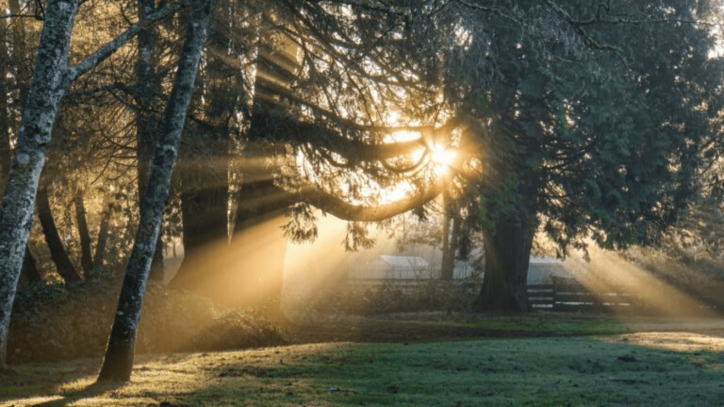 Sunlight streams through trees in a misty forest, casting golden rays on the grass and creating a serene atmosphere.