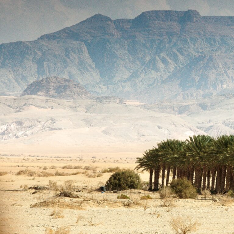 Desert landscape with palm trees in the foreground and mountains under a cloudy sky in the background.