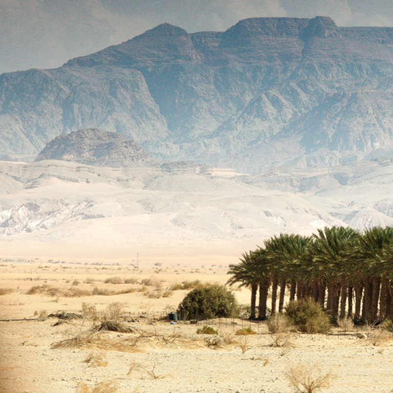 Desert landscape with palm trees in the foreground and mountains under a cloudy sky in the background.