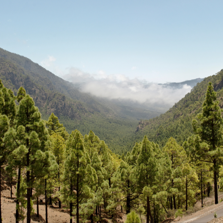 Scenic view of a lush green forest in a mountainous valley under a clear blue sky with some clouds.