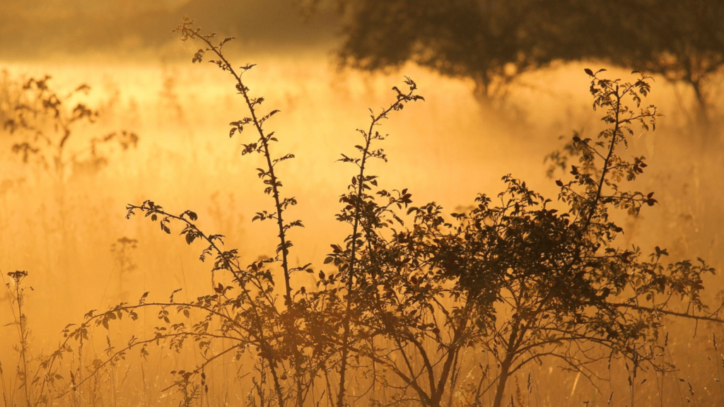 Silhouette of bushes in a sunlit field at sunrise, with a warm golden glow and soft background.