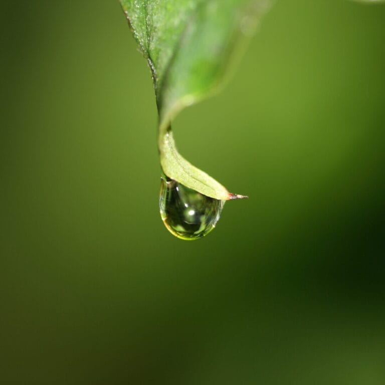 Close-up of a water droplet hanging from a green leaf against a blurred green background.