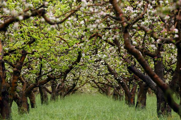 Rows of blossoming fruit trees with green grass growing between them in an orchard.