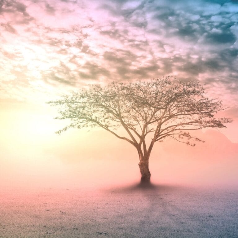 A lone tree stands in a misty field at sunrise, with colorful clouds in the sky.