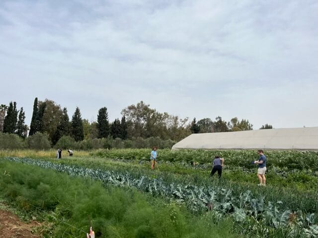 People working in a green vegetable field near a large white greenhouse on a cloudy day.