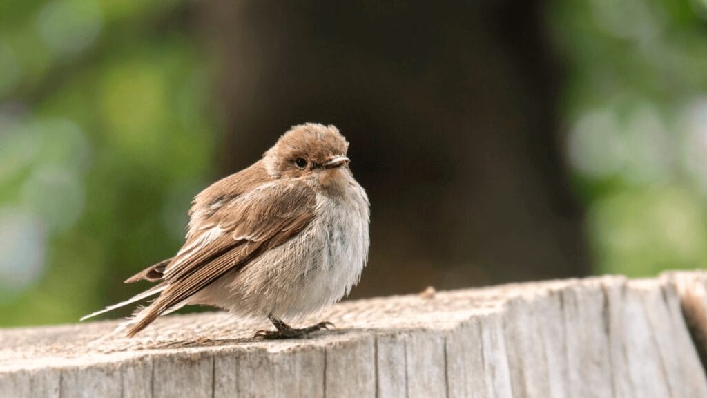 A small brown and white bird is perched on a weathered wooden surface with a blurred green background.