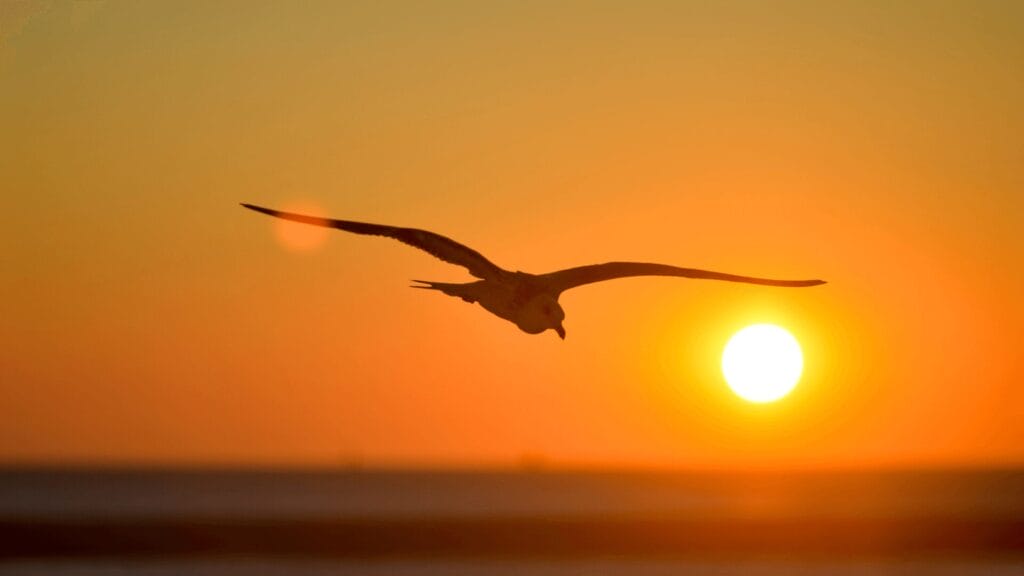 A seagull flying with wings spread wide against an orange sunset sky over the ocean.
