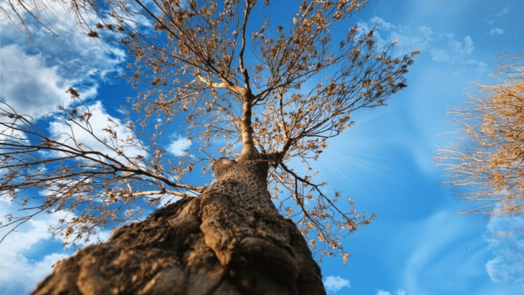 Looking up at a tall, leafless tree against a bright blue sky with scattered clouds.