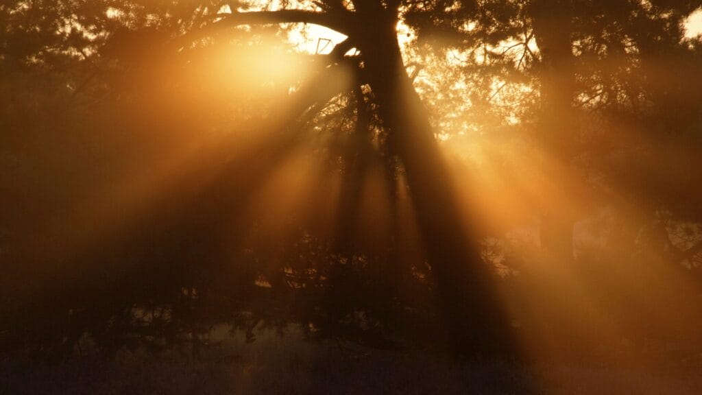 Sunlight streams through the branches of a tree, creating golden rays and a warm, hazy atmosphere.
