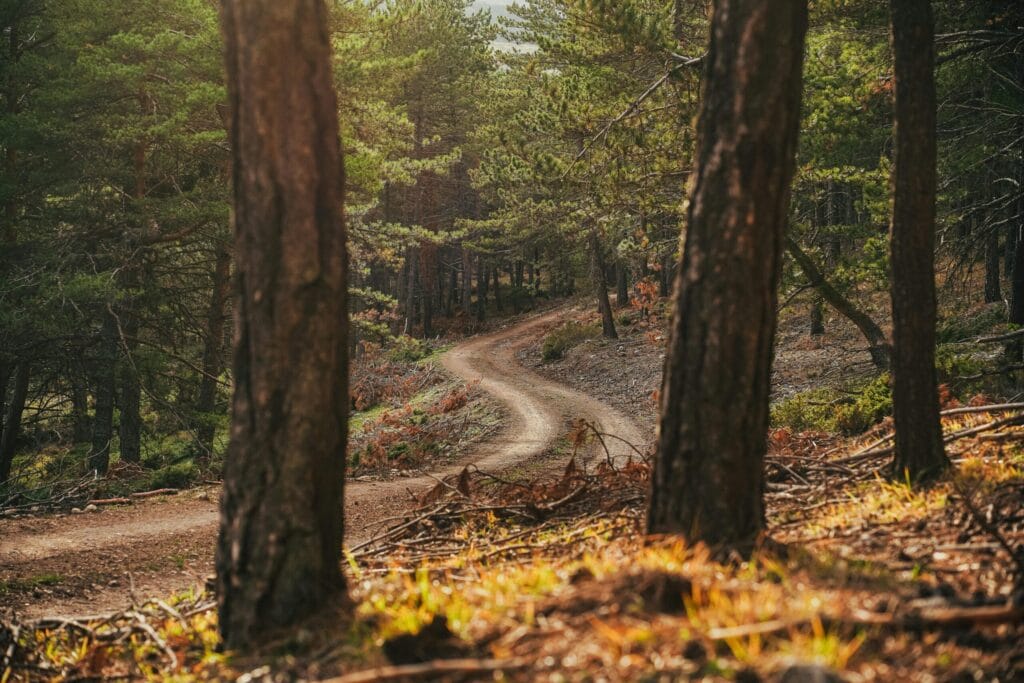 A winding dirt path runs through a sunlit forest with tall trees and green foliage.