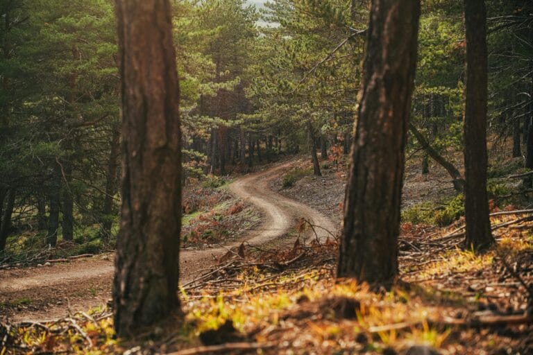 A winding dirt path runs through a sunlit forest with tall trees and green foliage.